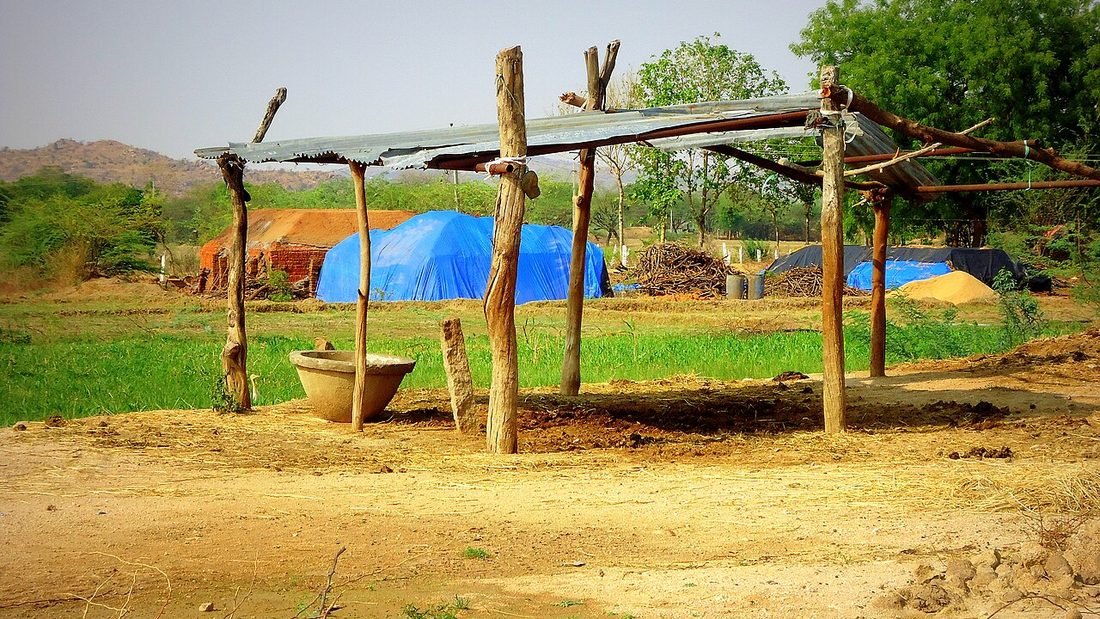 Open cattle shed on an Indian farm, a setting where solar can power milking, chilling, pumps and lighting